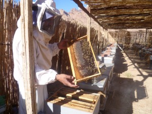 Beekeeping 7   